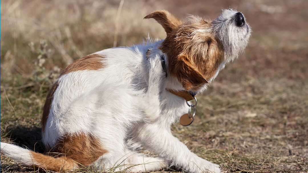 Treatment for dog mites on clearance skin